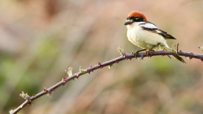 Woodchat Shrike