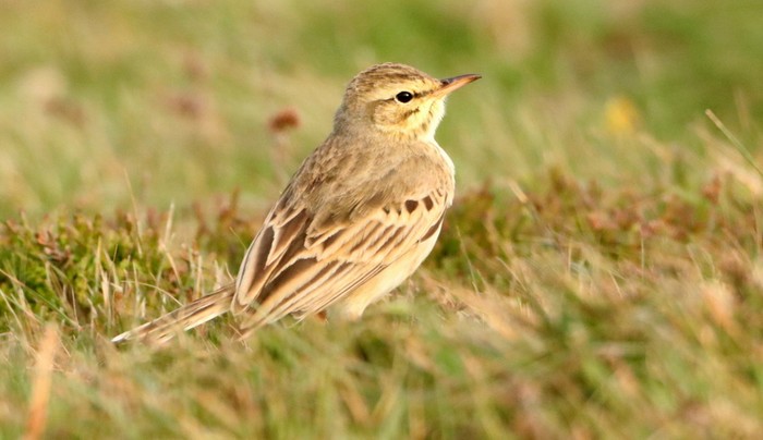 Tawny Pipit