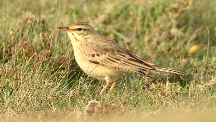 Tawny Pipit