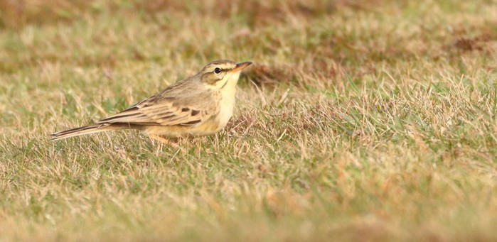 Tawny Pipit