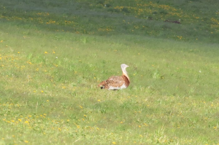 Great Bustard