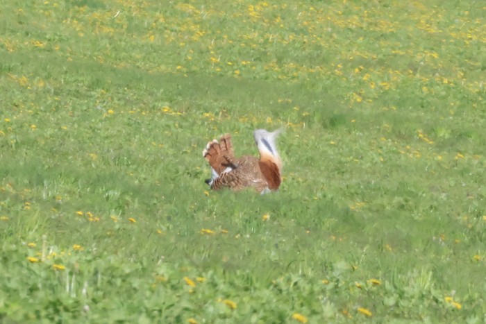 Great Bustard