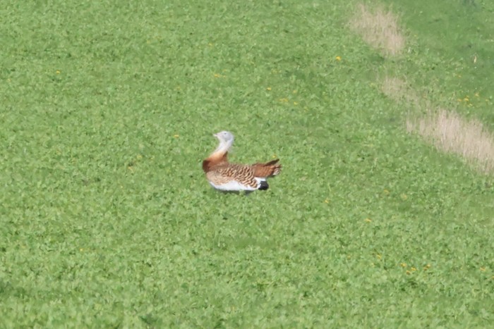 Great Bustard