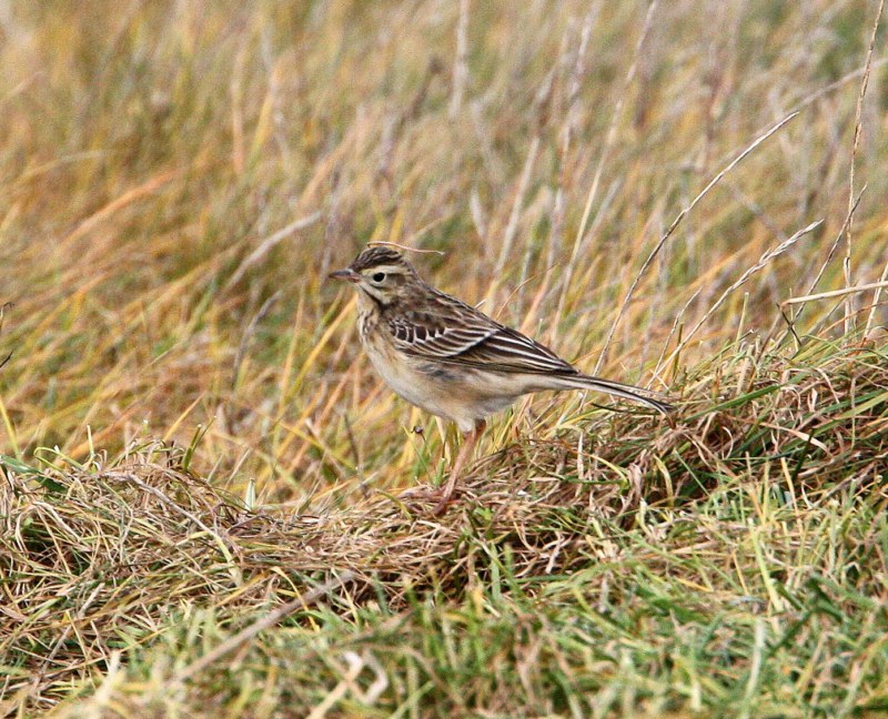Richard's Pipit