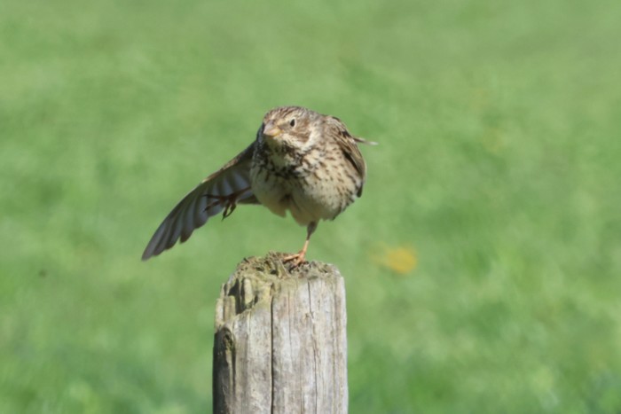 Corn Bunting