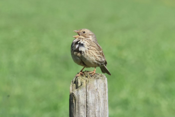 Corn Bunting