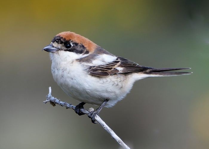 Woodchat Shrike