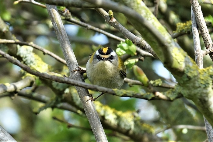 Firecrest