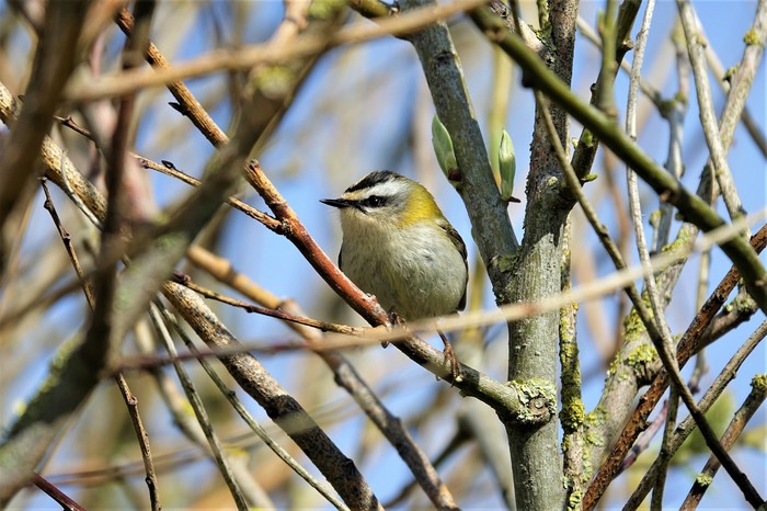 Firecrest