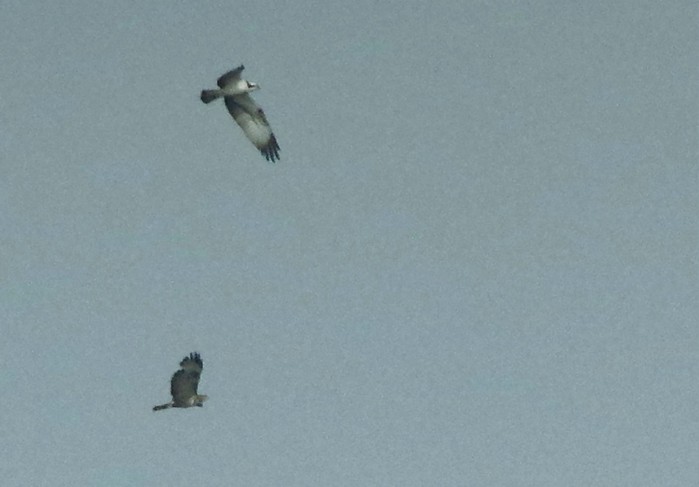 Osprey