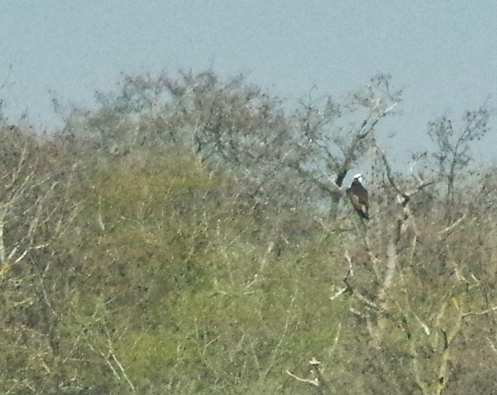 Osprey