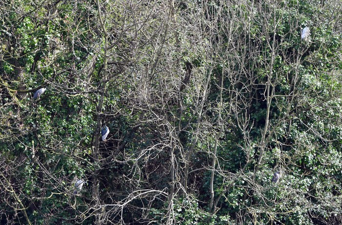 Night Heron