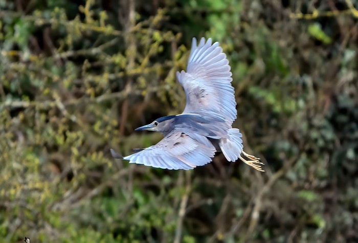 Night Heron