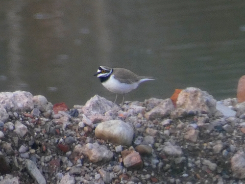 Little Ringed Plover