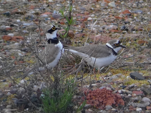 Little Ringed Plover