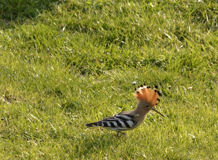 Hoopoe