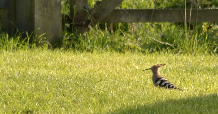 Hoopoe