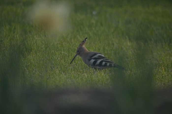 Hoopoe