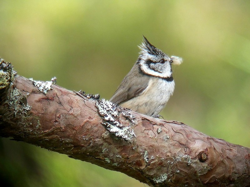 Crested Tit