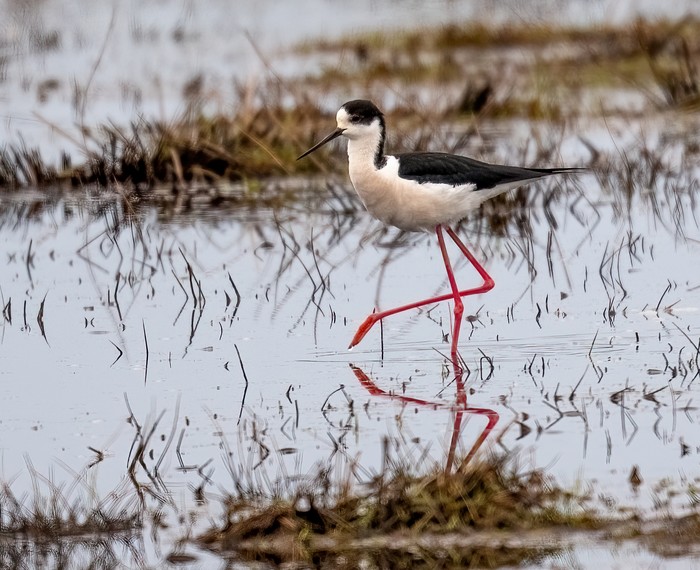 Black-winged Stilt