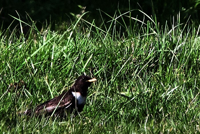 Ring Ouzel