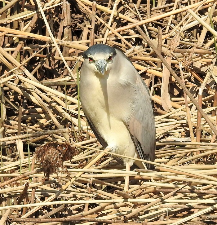 Night Heron