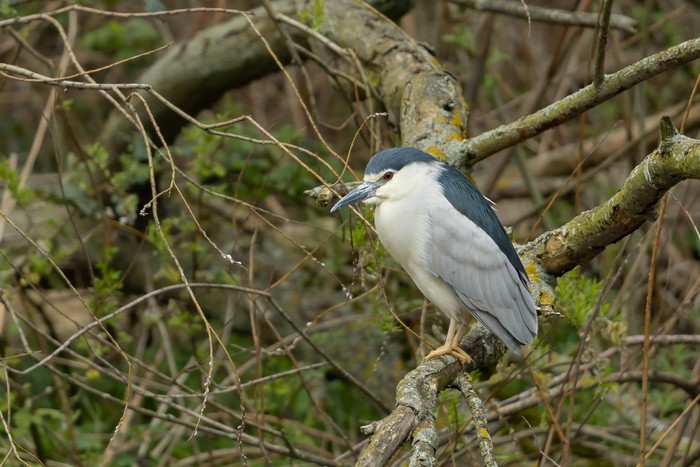 Night Heron