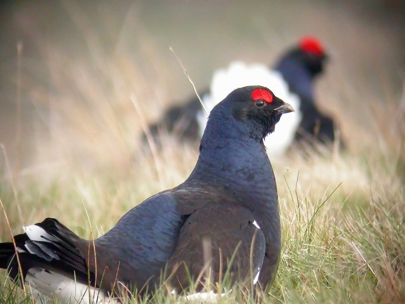 Black Grouse