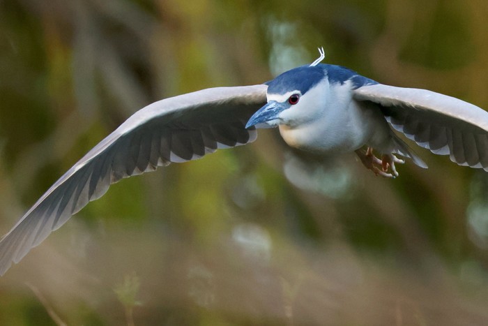 Night Heron