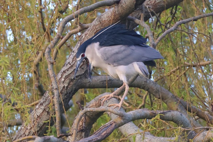 Night Heron