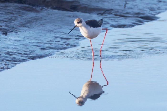 Black-winged Stilt