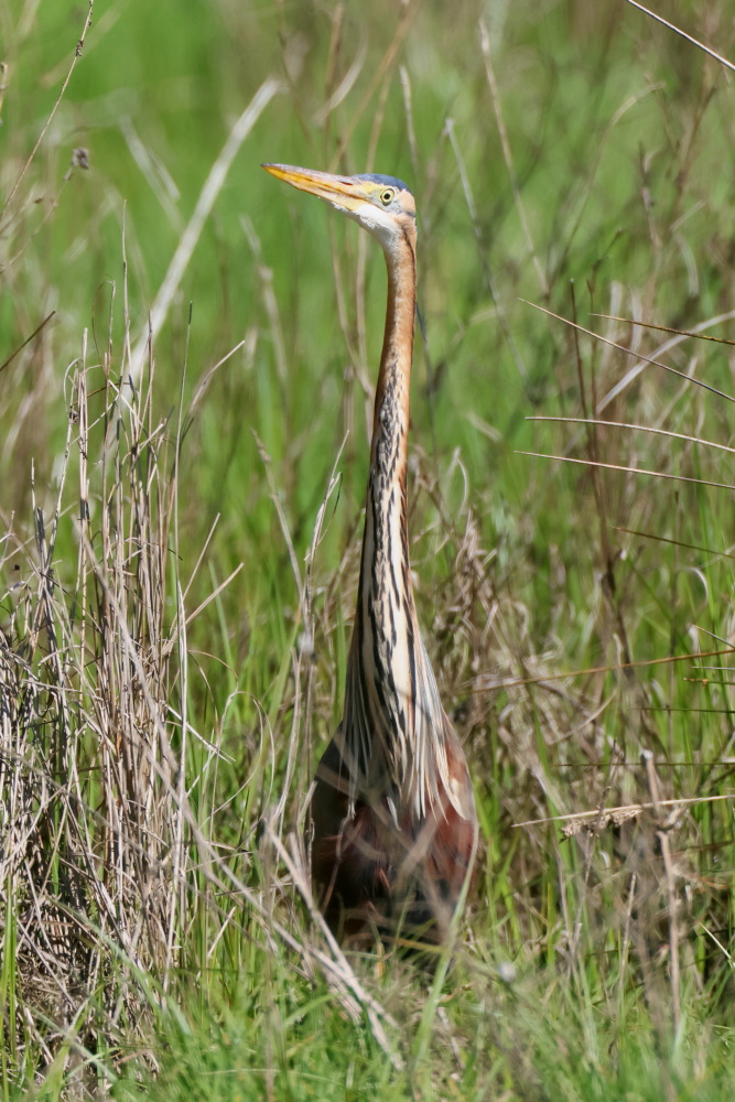 Purple Heron