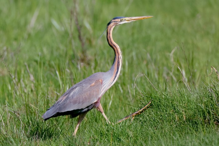 Purple Heron