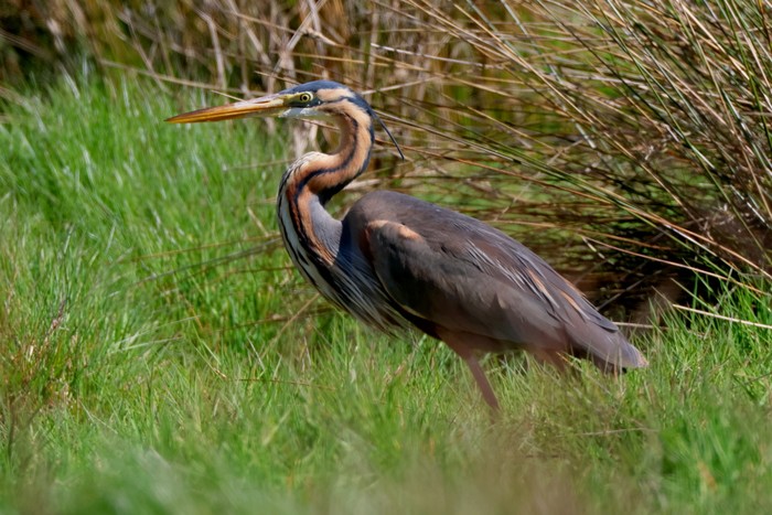 Purple Heron
