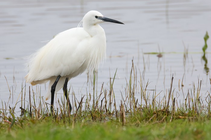 Little Egret