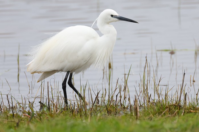 Little Egret