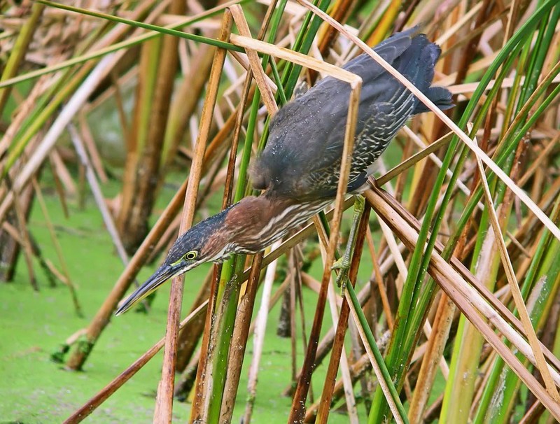 Green Heron