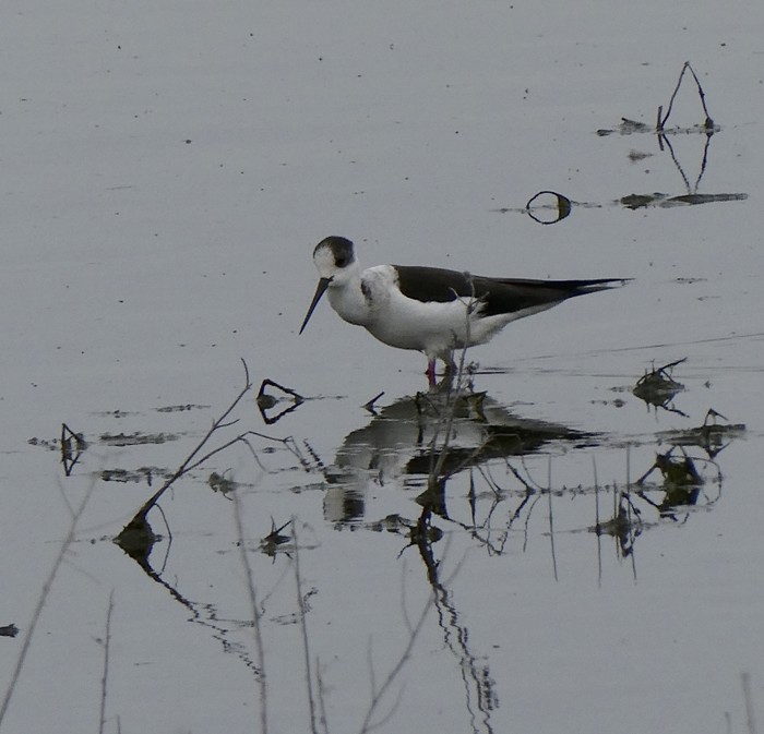 Black-winged Stilt