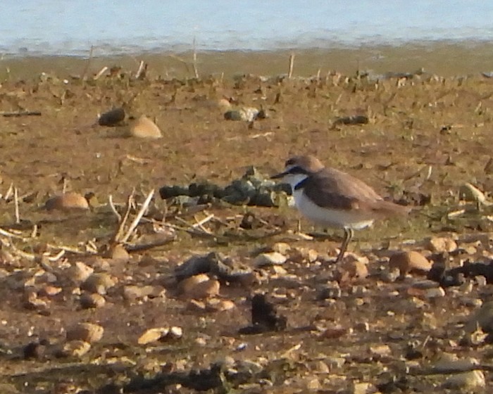 Kentish Plover