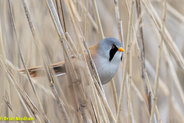 Bearded Tit