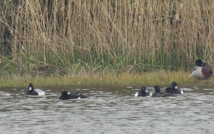 Lesser Scaup