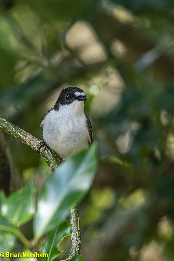 Pied Flycatcher