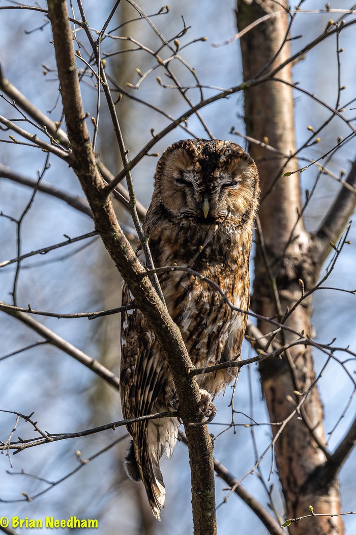 Tawny Owl