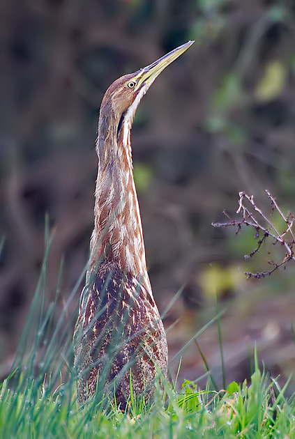 American bittern