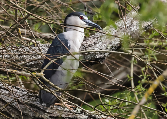 Night Heron