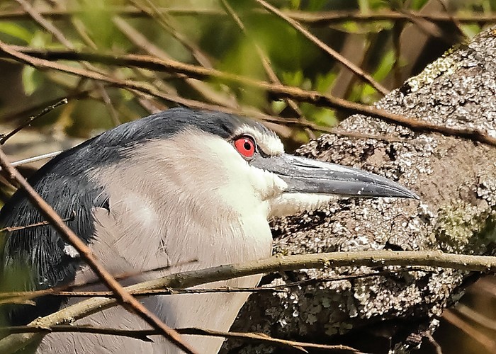 Night Heron