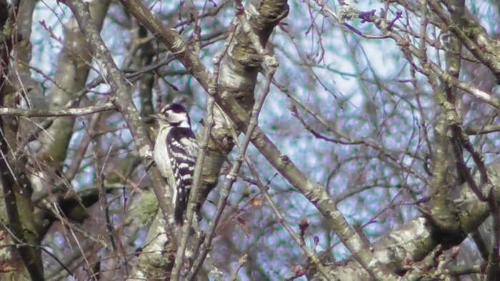 Lesser Spotted Woodpecker