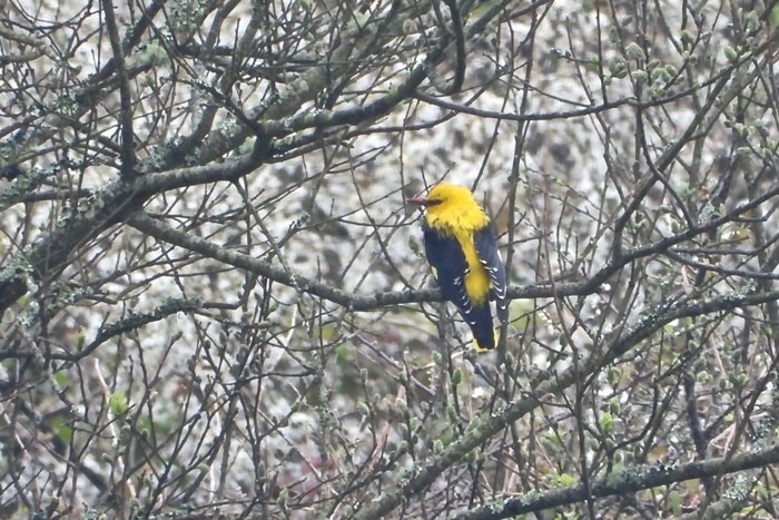 Golden Oriole