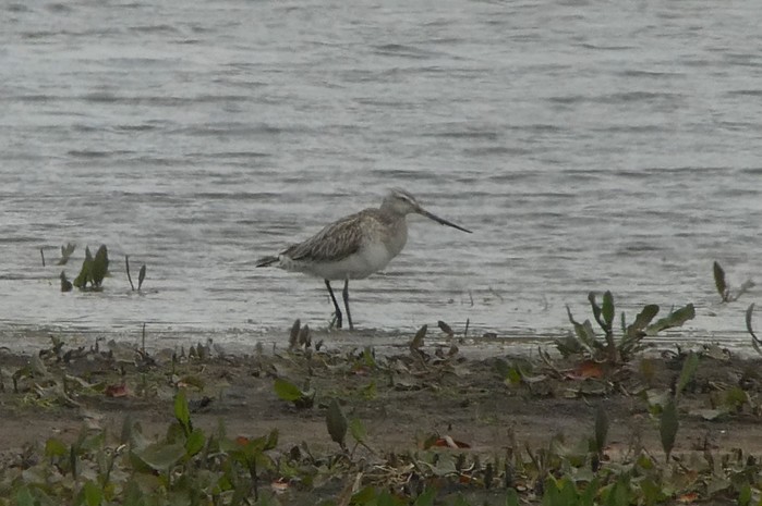 Bar-tailed Godwit