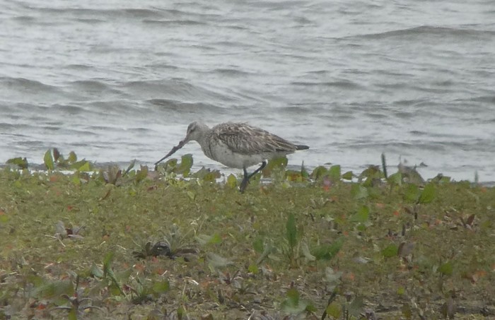 Bar-tailed Godwit